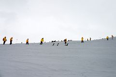 10E Tourists And Penguins On The Move Near The Top Of Danco Island On Quark Expeditions Antarctica Cruise
